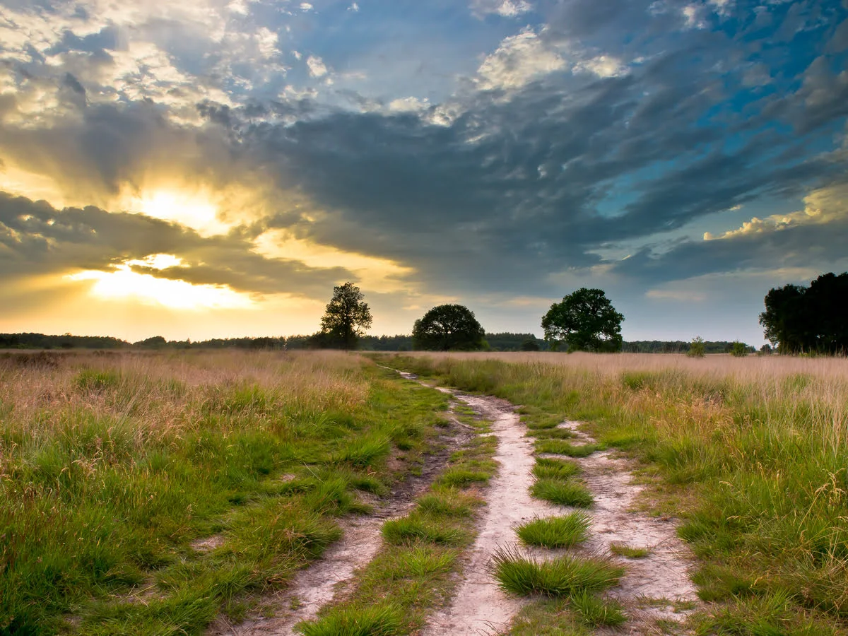 Outdoor field path through grassland during early light